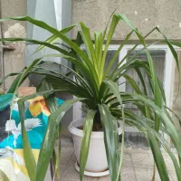 گل پاندانوس|گل و گیاه طبیعی|مشهد, ایثارگران|دیوار