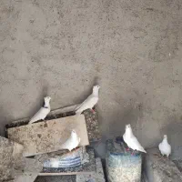 فروش کبوتر