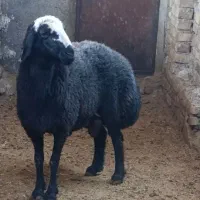 گوسفندبره نروشیشک نر