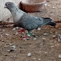 کبوتر شوش دانیال