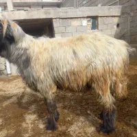 قوچ میش بز|حیوانات مزرعه|کوهرنگ, |دیوار