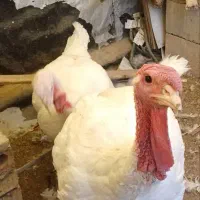 فروش یک جفت بوقلمون مولد نژاد بیوتی