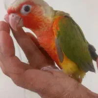 گرینچیک یک وعده سرلاک