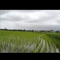 پیش فروش برنج