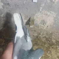 دوتا ماده امری فروشی|پرنده|رفسنجان, |دیوار