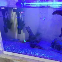 آکواریوم Delsa