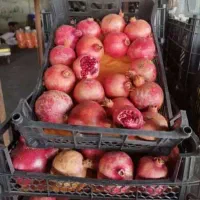 فروش انار توری