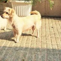 واگذاری سگ پاکوتاه نژاد اشپیتز