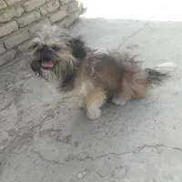 سگ شیتزو فلت