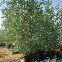 فروش نهال اکالیپتوس