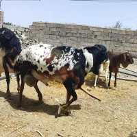 فروش گوسفند ان نژاد دار و ادوات کشاورزی و دامداری