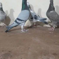 کبوتر پلاکی|پرنده|همدان, |دیوار