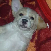 سگ شیتزو تریز پا کوتاه مینی