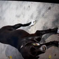 سگ آلمان|سگ|فراغی, |دیوار