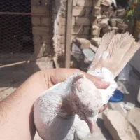 سین دم زرد کاکلی