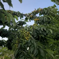 فروش ۱۰۰۰ متر زمین گلستان سروک