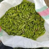 بامیه درجه یک