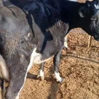 گاو شکم دوم ده‌روز تازایش|حیوانات مزرعه|زرقان, |دیوار