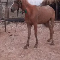 مادیون