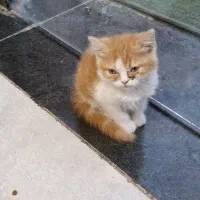 بچه گربه