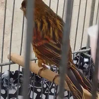 قناری سرخ اکات ونگرو سیاه وفنچ گلوبریده|پرنده|اهواز, کوی رمضان|دیوار