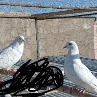 کفتر پرشی|پرنده|ساوه, |دیوار