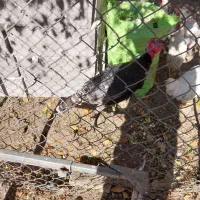 بوقلمون ۳ تا نر دوتا ماده خالص ماده خودش دراورده