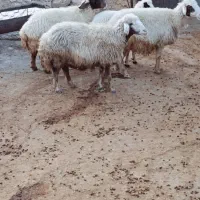 سه عدد گوسفند