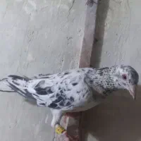 کبوتر