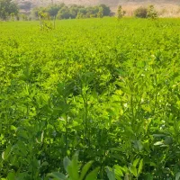 یونجه چین سوم