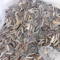 تخمه آفتابگردون درشت