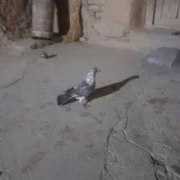 کبوترملقی