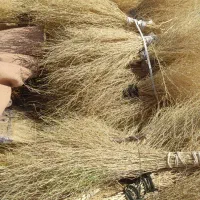 جارو شیرازی