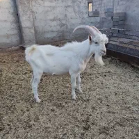 نر بز سانن صد در صد خالص