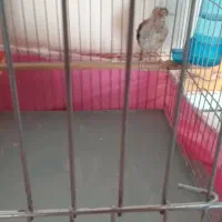 سهره کشیده (متولدقفس )|پرنده|کرمانشاه, |دیوار