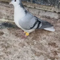 10عدد کبوتر نر پرشی|پرنده|اسفراین, |دیوار