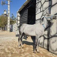 اسب عرب ایرانی جهت معاوضه