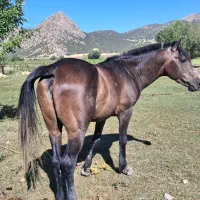 خریدوفروش اسب پالونی