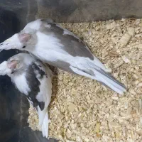 انواع جوجه عروس هلندی سرلاکی