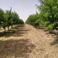 ۴ هکتارباغ میوه ۱۸ ساله