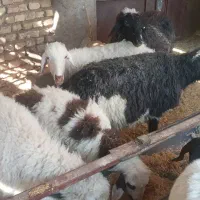 بره میش در ارسنجان