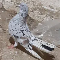 فروش کبوتر سرور ب دلیل جمع کردن