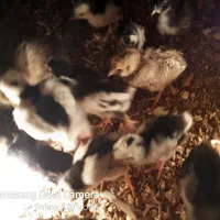 جوجه مرغ گلین|حیوانات مزرعه|بیرجند, |دیوار