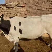 گاوشیری ابستن|حیوانات مزرعه|تربتحیدریه, بالا ولایت|دیوار