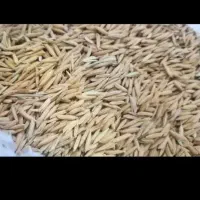 برنج با کیفیت هاشمی به شرط