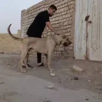 عراقی ۳ ساله