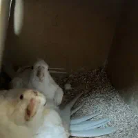 عروس هلندی آلبالو با جوجه|پرنده|نوشهر, |دیوار