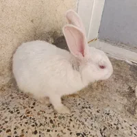 خرگوش