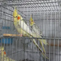 فروش عروس هلندی و طوطی برزیلی