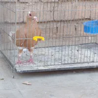 زردپلنگ. ماده پلنگ . سبز